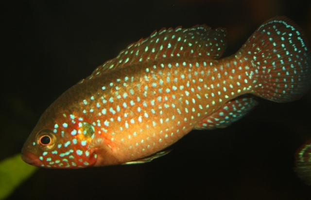 Ciclido joya, Haplochromis, Pundamilia nyererei (Witte-Maas & Witte, 1985)