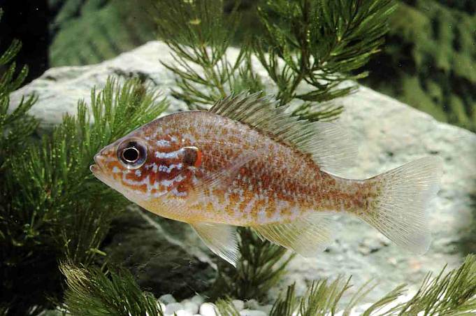 Lepomis Gibbosus (pez sol, perca sol)